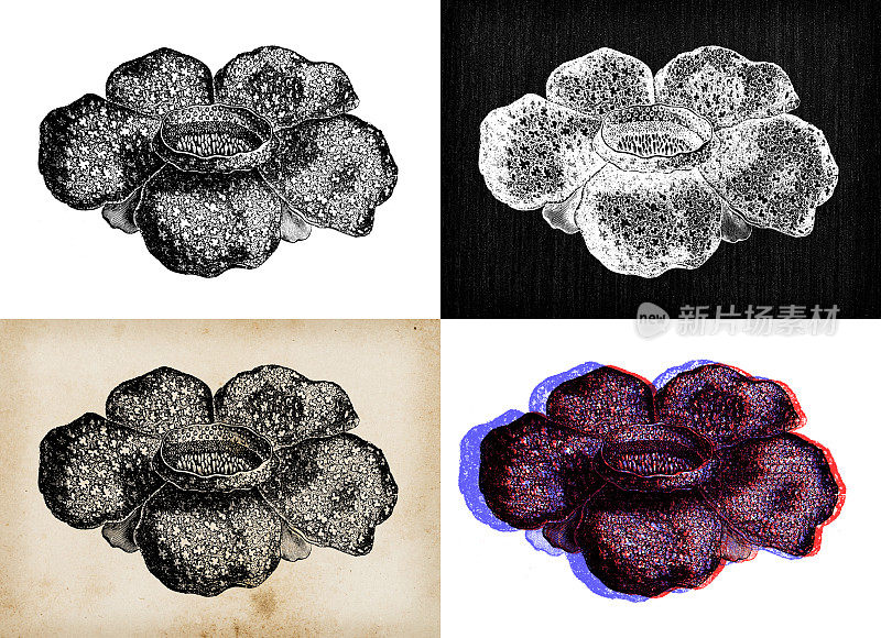古董植物学插图:arnoldii, corpse lily